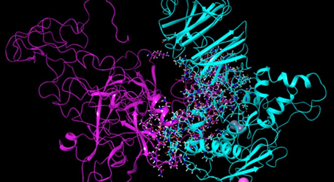 A graphic illustration of 2 brightly colored protein strands.